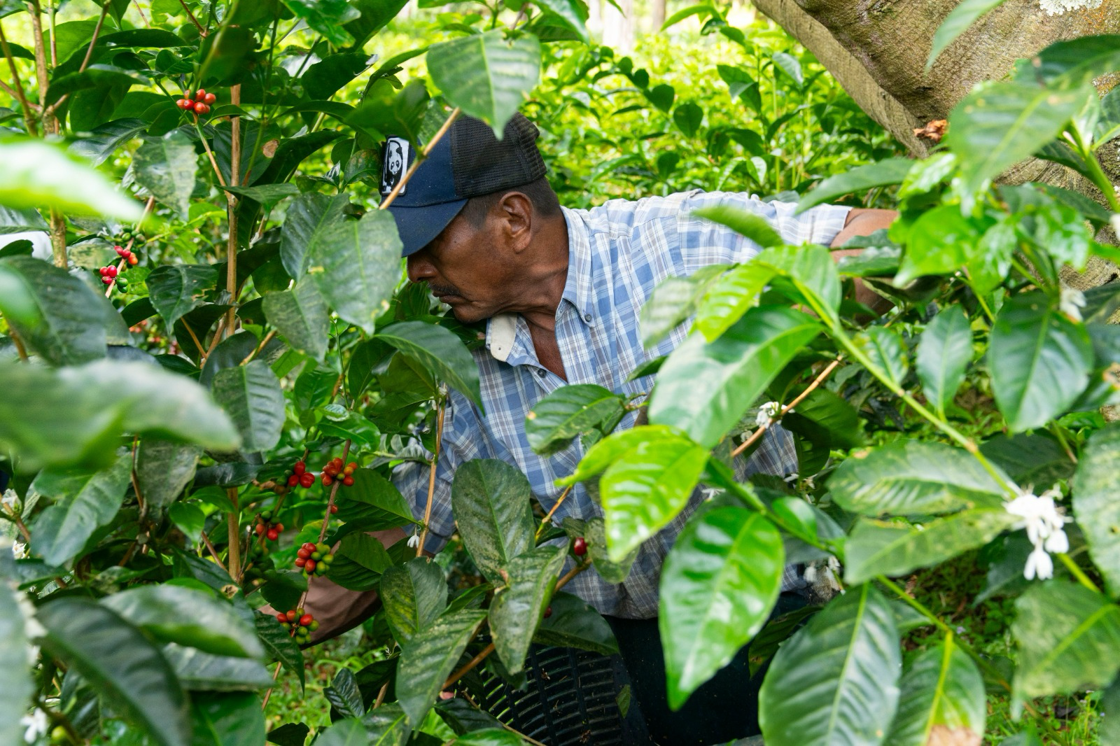 Espressolab’den kahve üretiminde izlenebilirlik hamlesi: Seedtrace ile tedarik zinciri şeffaflaşıyor
